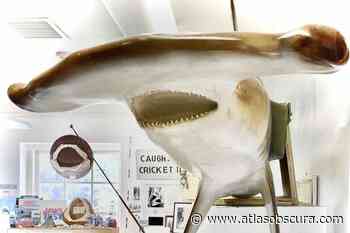 Living Sharks Museum – Westerly, Rhode Island - Atlas Obscura