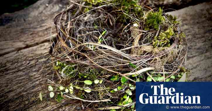 Country diary: sticks, moss and dog hair – the nest-building has begun