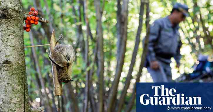 Snared: catching poachers to save Italy’s songbirds
