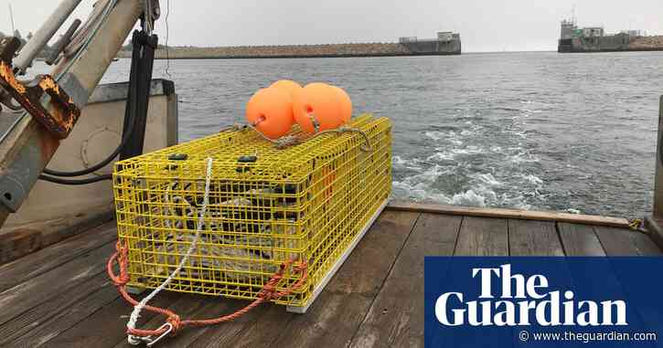 Ropeless fishing tech could help save rare whale, say scientists