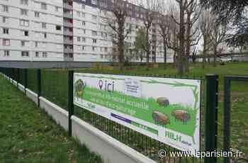 Argenteuil : des moutons pris pour cible dans la cité Joliot-Curie - Le Parisien