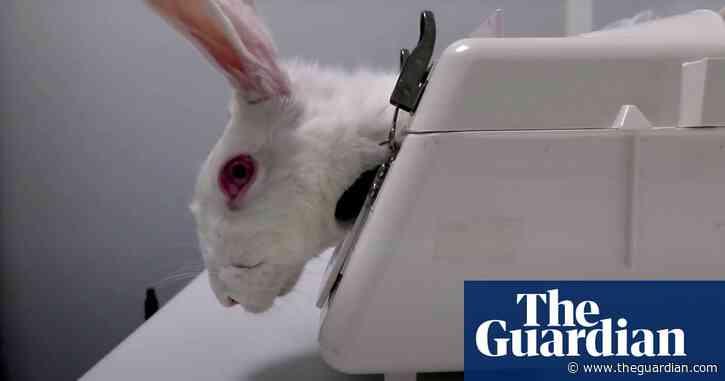 Undercover footage shows ‘gratuitous cruelty’ at Spanish animal testing facility