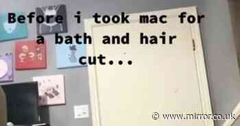 Dog’s trip to the groomers left him looking like ‘Bruno Mars’ after fur shaving - Mirror Online