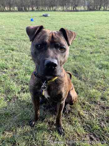 Dogs Trust Newbury searching for a home for Bruno - Reading Chronicle