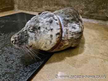 Seal will take months to recover from awful neck injury caused by plastic
