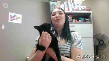 Adopt a Pet: Onyx the Cat