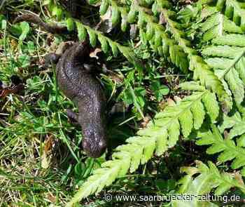 Leserfotos aus dem Landkreis Neunkirchen zeigen die Natur - Saarbrücker Zeitung