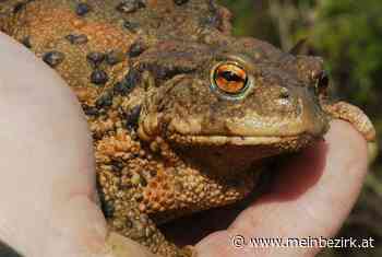 Willendorf: Krötenwanderung zu sehr unterschiedlichen Zeiten - Neunkirchen - meinbezirk.at