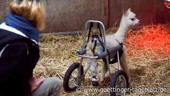 Dreibeiniges Alpaka-Baby kann dank Rollator wieder laufen