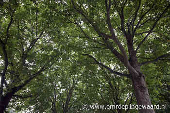 Verwijderen essen bij knooppunt Ressen (A325) van 8 tot 10 april 2021 - Omroep Lingewaard