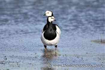 Rare barnacle goose spotted at Abbey Wood nature reserve