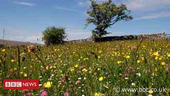 Extinction fears drive The Wildlife Trusts' re-wilding campaign