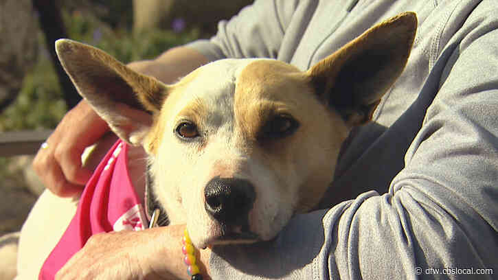 ‘It’s A Miracle’: Owner Reunites With Beloved Dog Lost 5 Years Ago