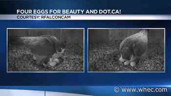 Beauty of Rfalconcam lays 4th egg of 2021