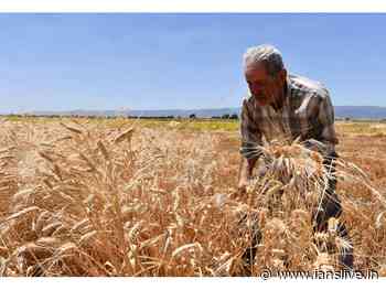 New wheat varieties high in nutrition, low on sugar - IANS