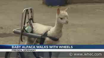 Woman in Germany fits baby alpaca with wheels so she can walk
