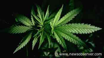 Medical, recreational weed legalization bills filed in NC - Raleigh News & Observer