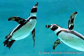 South American penguins coming to Houston Zoo in fall 2022 - Houston Chronicle