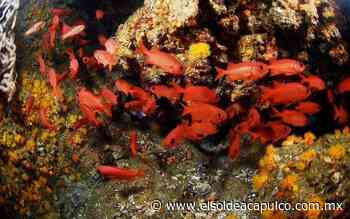 Deben respetarse arrecifes de coral en Ixtapa-Zihuatanejo: Frederic Bouchet - El Sol de Acapulco