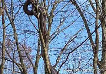 Large black rat snake in Frick Park is harmless native