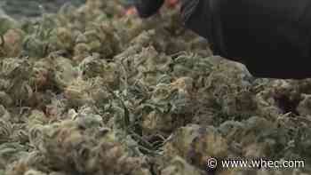 State Senator and marijuana advocates hold clinic on legal use