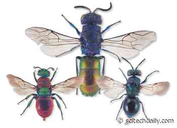 Beautiful New Species of Parasitic Cuckoo Wasp Discovered in Norway