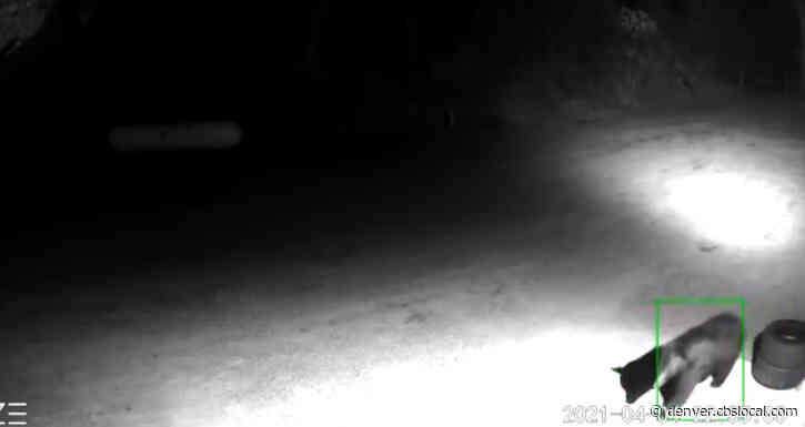 Security Camera Captures Black Bear As It Wanders Through Douglas County Neighborhood