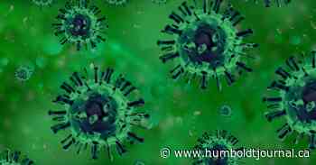 U.K. coronavirus variant, which is more infectious, present in Humboldt - Humboldt Journal