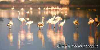 MANDURIA - Venerdì incontro in diretta streaming sul tema 'I centri territoriali della fauna selvatica e le aree protette di Puglia, tra buone pratiche realizzate e strategie future' - ManduriaOggi