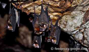Virus warning: Fatal ‘rabies-like disease’ found in bats in Australia – medics worried