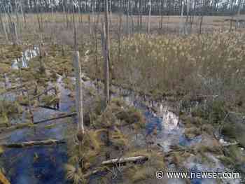 'Ghost Forest' Problem Is Creeping Inland - Newser