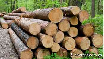 COFI study shows forest industry continuing to generate economic activity - Energeticcity.ca