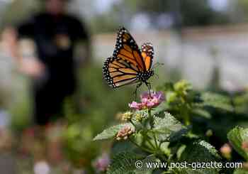 Bees, butterflies and other pollinators to get a $5 million lift in Western Pa.