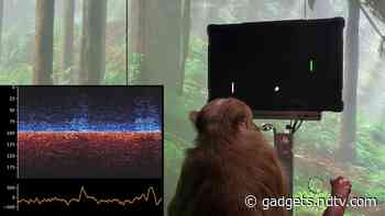 Elon Musk's Neuralink Lets a Monkey Play Pong With His Mind: Watch Video