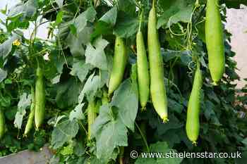 Unusual back-scrubbing plant tipped to grow in popularity - St Helens Star