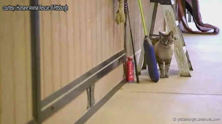 ‘Working Cats:’ Humane Animal Rescue Of Pittsburgh Helping Solve City’s Rodent Issues
