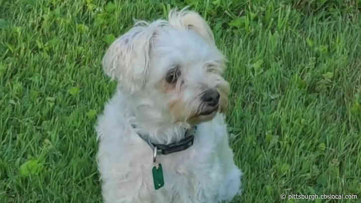 Quarterback Peyton Manning Calls To Check Up On Local Dog That Shares His Name