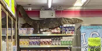 Massive dragon-like lizard seen climbing store’s shelves in wild video