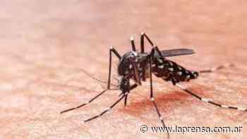 Confirmaron dos casos de dengue en la Ciudad de Buenos Aires y evalúan otros dos como probables - La Prensa (Argentina)