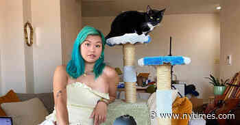 Would You Spend $899 for a Kitty Scratcher?