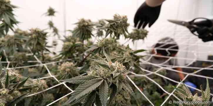 Canopy Growth's acquisition spree