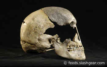 This nasty old skull, the oldest human genome, and a cow DNA mistake