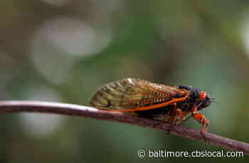 Cicada Emergence This Summer Could Impact Outdoor Weddings, Experts Say - CBS Baltimore