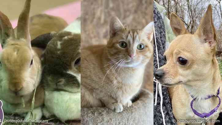 Furry Tails: Pooka & Pickles And Chico & Boomer Are Waiting For Forever Homes