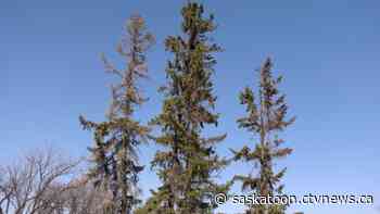 Why an urban forester says many of Saskatoon's spruce trees could be at risk - CTV News Saskatoon