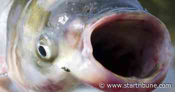 Nearly 30 invasive carp pulled from Mississippi River in herding operation