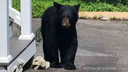 Black Bear Spotted Wandering Around Robinson Township