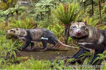 Beast of five teeth: Scientists unearth skunk that walked among dinosaurs