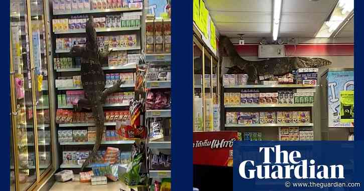 Giant lizard climbs shelves of Thai supermarket in search of food – video