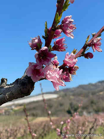 Coldiretti Ascoli Fermo, Valdaso alba ghiacciata: frutteti a rischio - CorriereNews